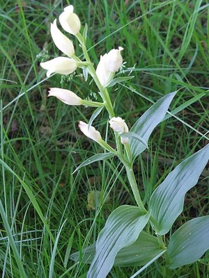 photo of White Helleborine