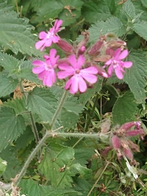 photo of Red Campion