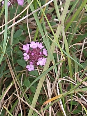 photo of Wild Thyme