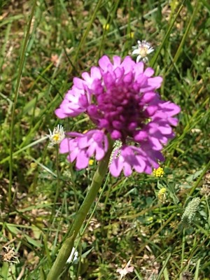 photo of Pyramidal Orchid