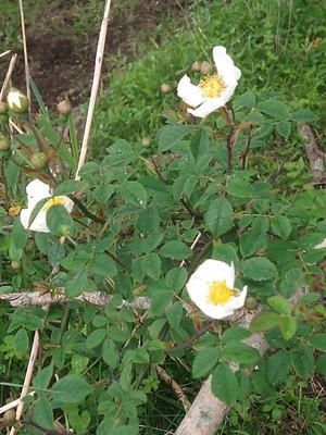 photo of Common Dog Rose