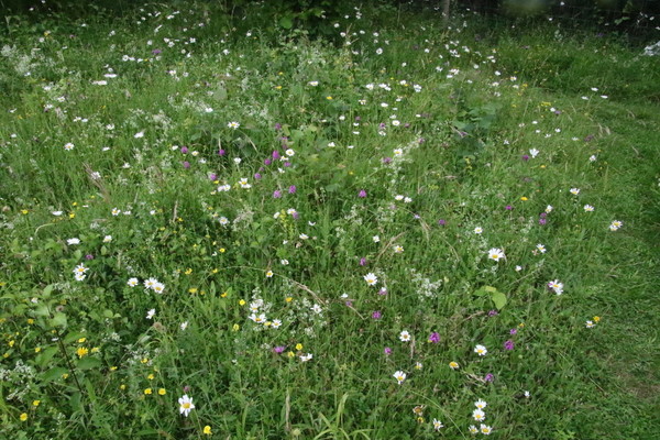 photo of Pyramidal Orchid