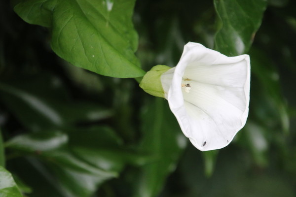 photo of Large Bindweed