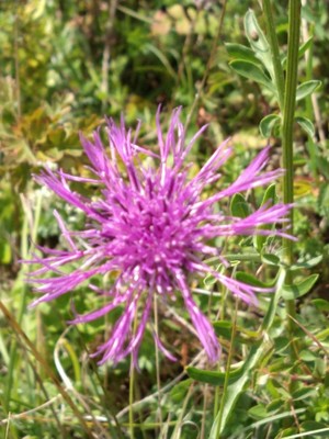 photo of Greater Knapweed