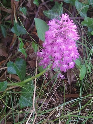 photo of Pyramidal Orchid