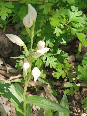 photo of White Helleborine