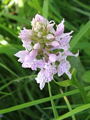 photo of Common Spotted Orchid