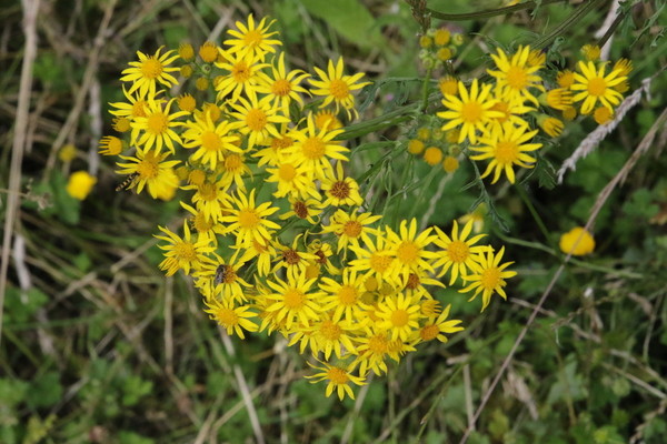 photo of Ragwort