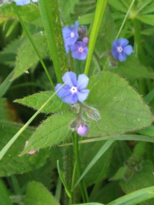 photo of Green Alkanet