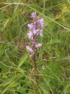photo of Chalk Fragrant Orchid