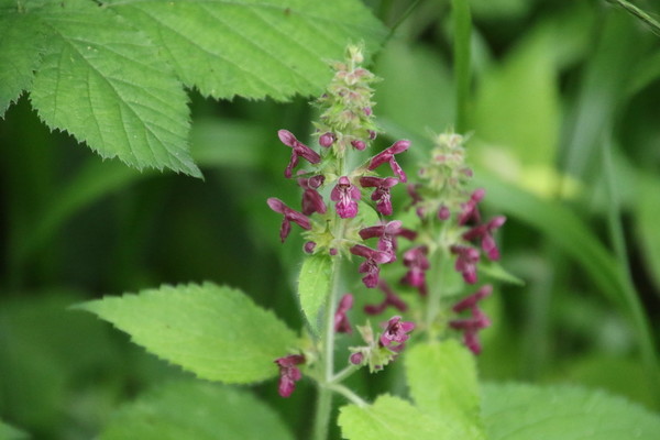 photo of Hedge Woundwort