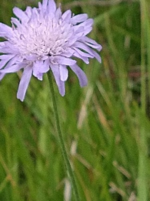photo of Field Scabious