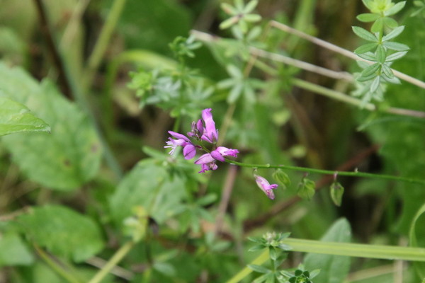 photo of Common Milkwort