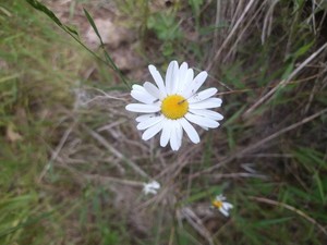 photo of Oxeye Daisy