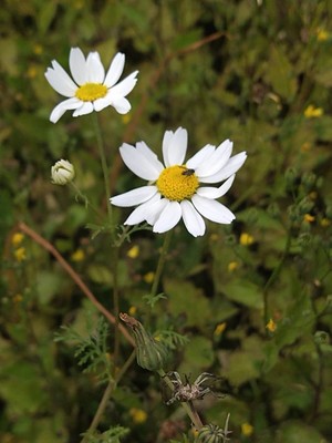 photo of Corn Chamomile