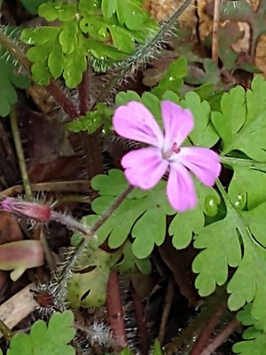 photo of Herb Robert