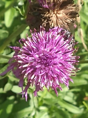 photo of Greater Knapweed
