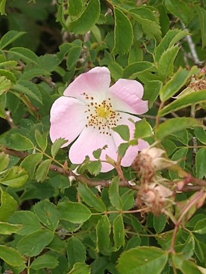 photo of Common Dog Rose