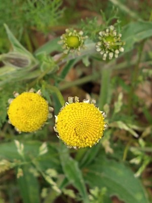 photo of Oxeye Daisy