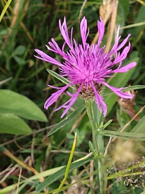 photo of Greater Knapweed