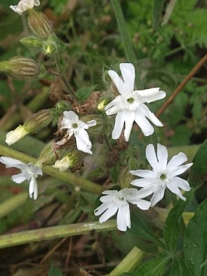 photo of White Campion