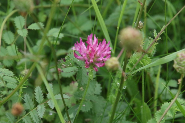 photo of Red Clover