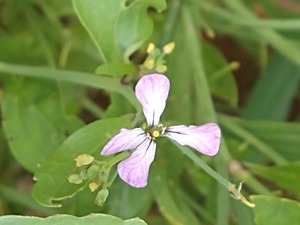 photo of Wild Radish