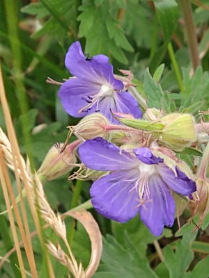 photo of Meadow Crane's Bill