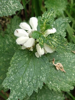 photo of White Dead Nettle