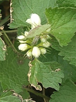photo of White Dead Nettle
