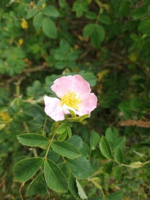 photo of Common Dog Rose