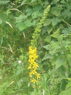 photo of Agrimony