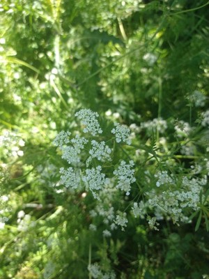 photo of Cow Parsley