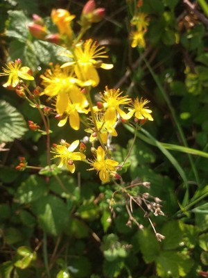photo of Slender St John's Wort
