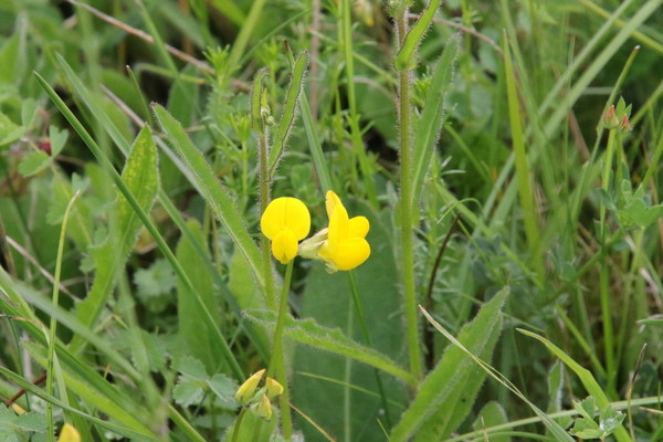 photo of Bird's Foot Trefoil