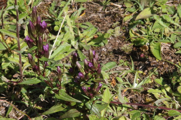 photo of Autumn Gentian