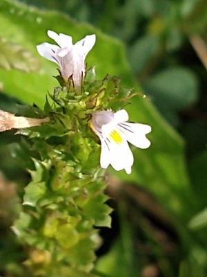 photo of Eyebright