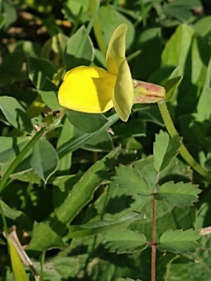 photo of Dragon's Teeth