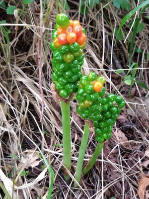 photo of Italian Arum