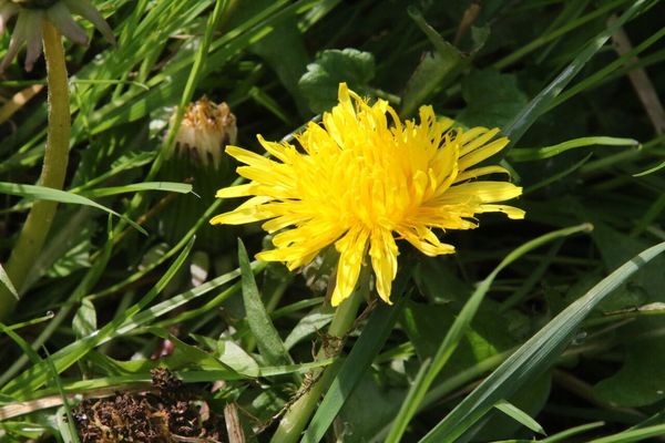 photo of Dandelion