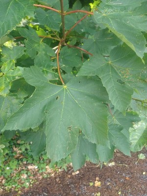 photo of Sycamore