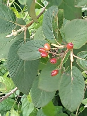 photo of Wayfaring Tree