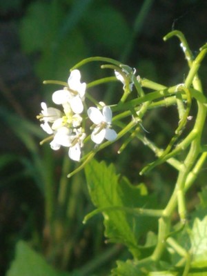 photo of Garlic Mustard