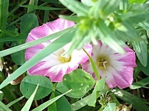 photo of Field Bindweed