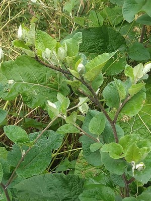 photo of Lesser Burdock