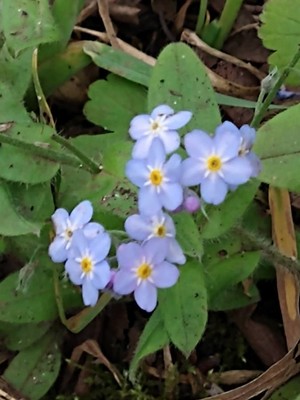 photo of Water Forget Me Not