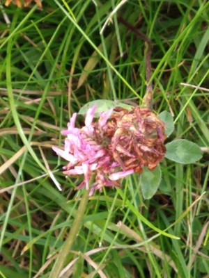 photo of Red Clover