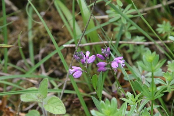 photo of Common Milkwort