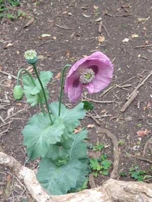 photo of Opium Poppy