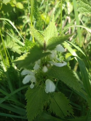 photo of White Dead Nettle